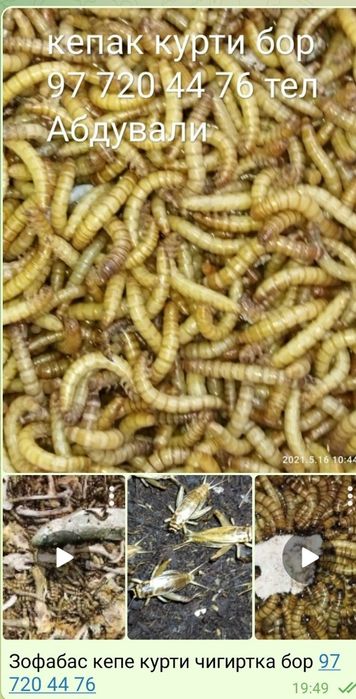 Куртхор кушлар беданалар учун протеинга бой озука кепак курти