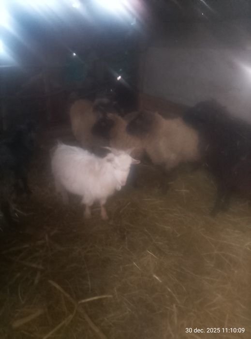 Miei și iezi de vanzare