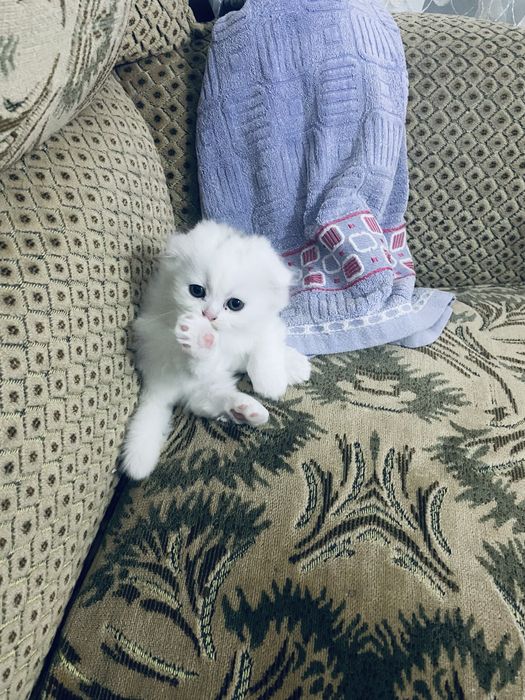 Шотландскии породисти