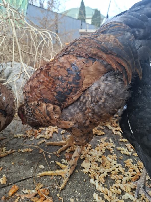 Продам домашных курей