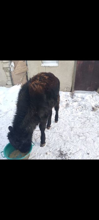 11 месяцев бычок