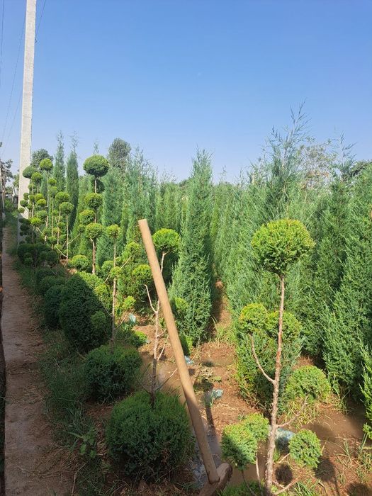 Archa stirichk qilish