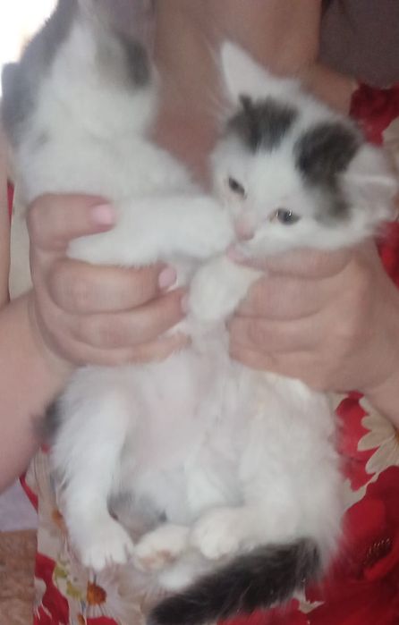 Отдаём котят в добрые руки