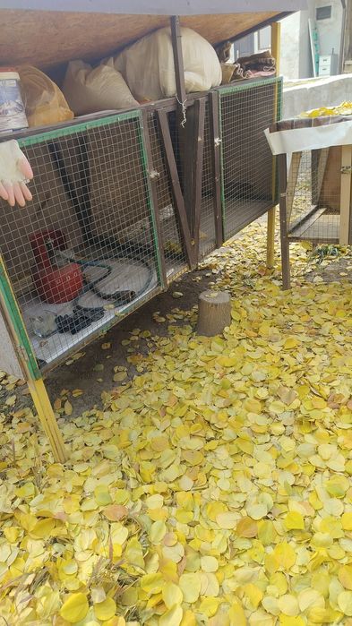 Клетки для кроликов