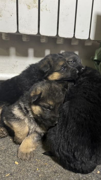 Продам щенки немецкий овчарки