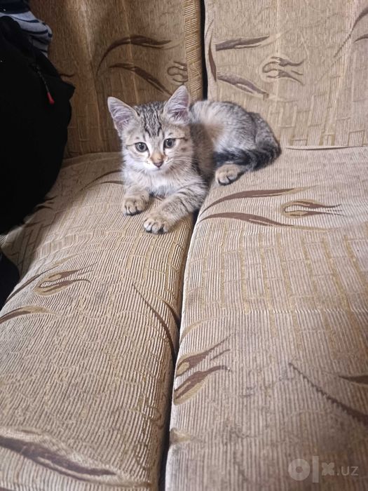 Очень красивый котенок.