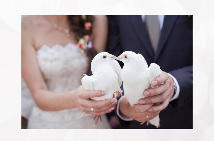 Porumbei albi pentru evenimente in Arad