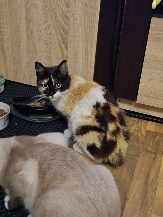 Donez adopție pisica 4 luni