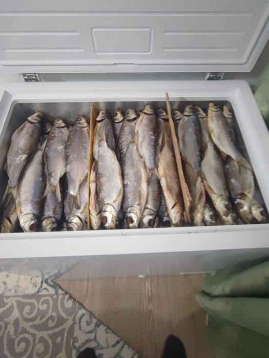 Вяленый рыбец , свежий