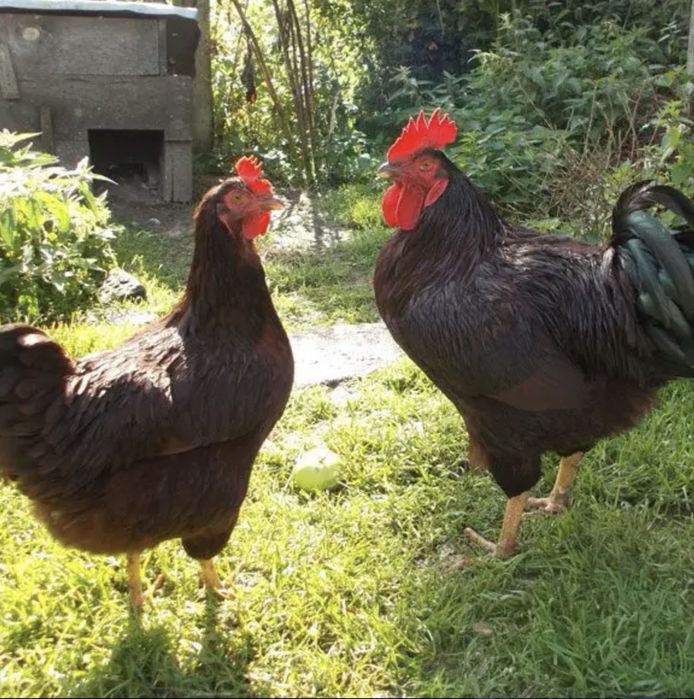 rhode island red si plymoth argintiu