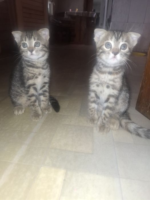 Отдам котят бесплатно