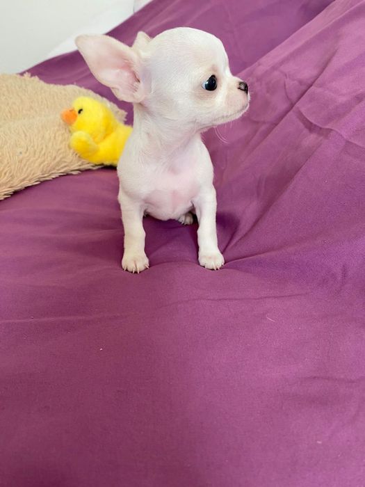 Чихуахуа Красотка