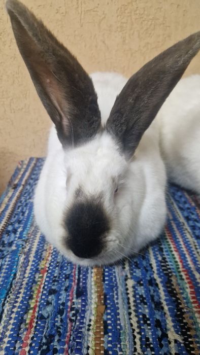 Vând femele Urias de Transilvania