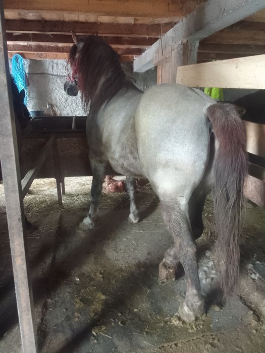 Vand armasar de 7 ani garantat la tras