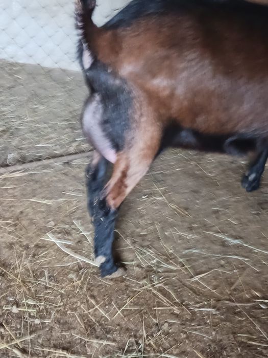 Vând capră alpina franceza pura