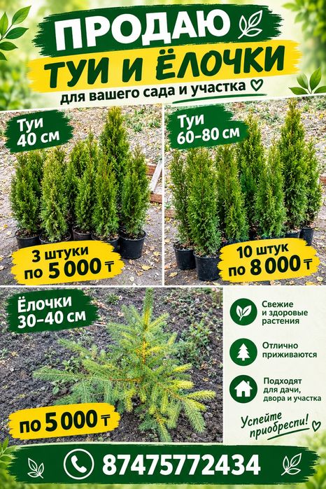Продам туи и елочки