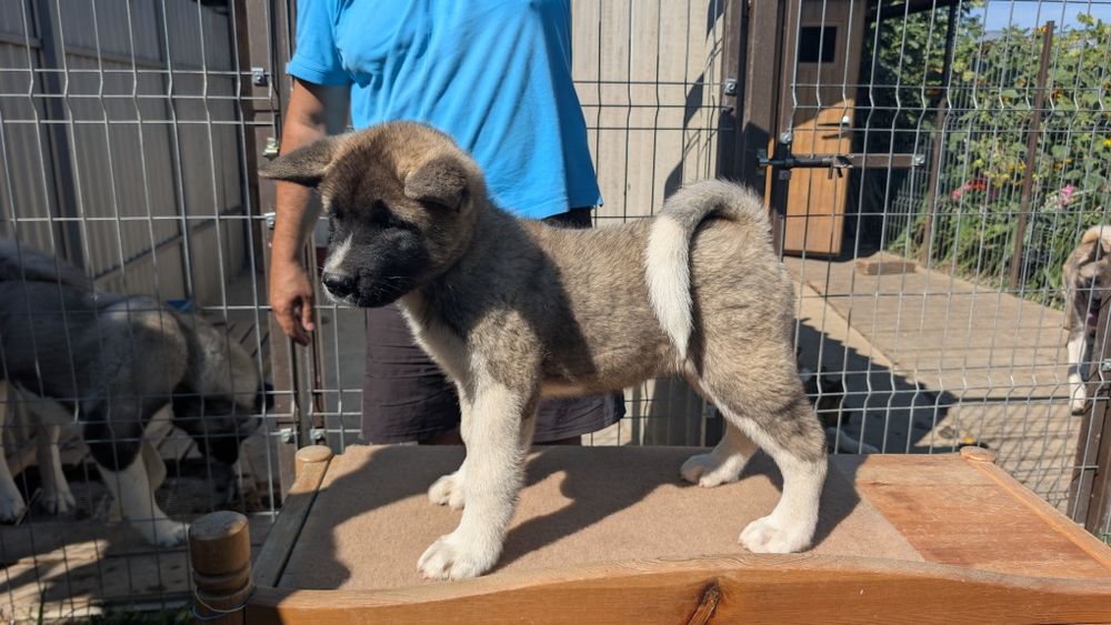 Mascul Akita American