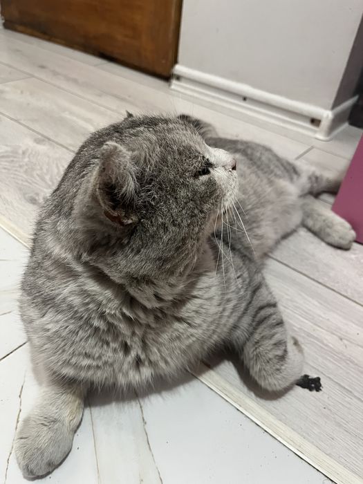 Мысық сатылады күшті