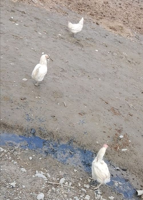 Продаются куры несушки 12 штук