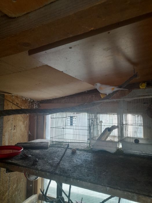 Canari timbrado foarte frumoși