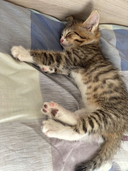 Отдам в добрые руки