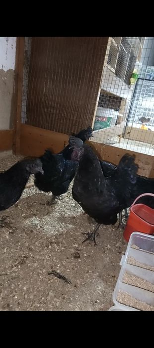 Qora uxeyul tovuqlar sotiladi tuxumda