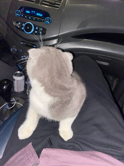 Scottish fold mushuk