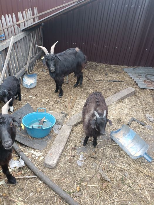 Продам коз с козлятами