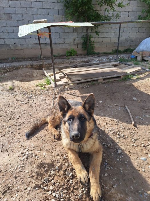 Немецкая авчарка