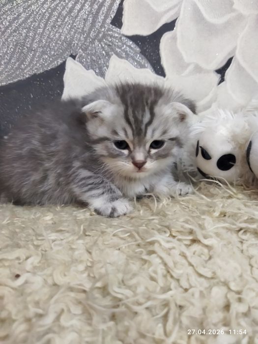 Продаются шотландские котята