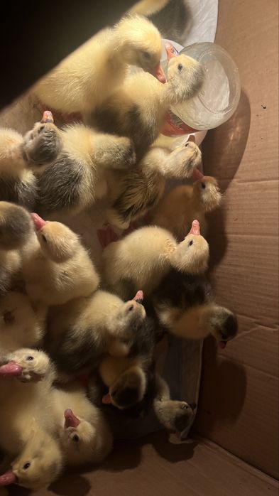 Продам домашних гусят,3 суточные