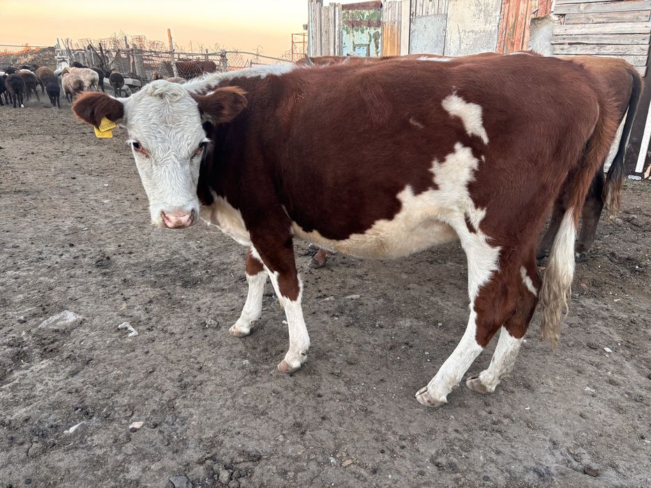 продам двух телок хорошие не худые степные