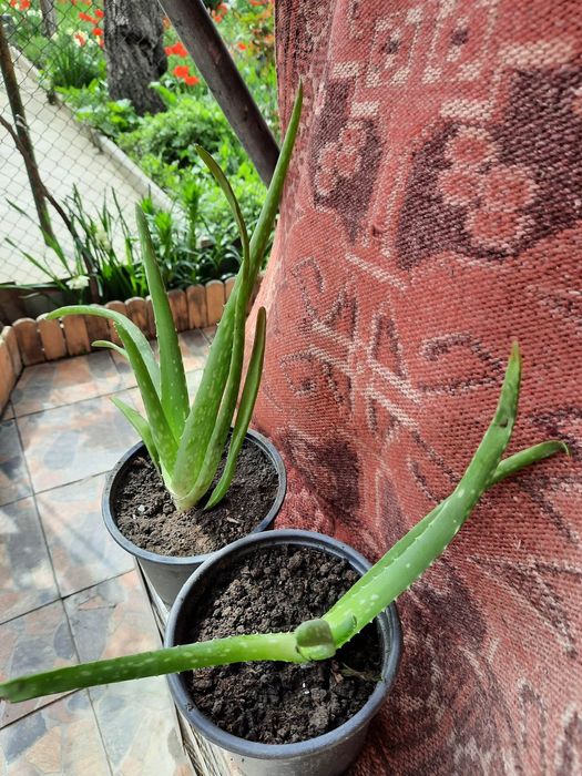 Продавам алое вера става за лечение на чертички които изчезват