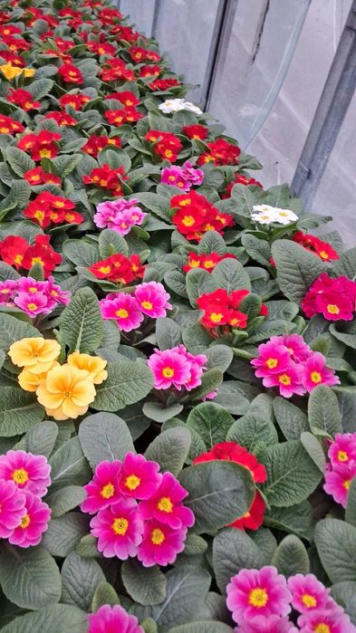 Flori - Primule - Toate culorile