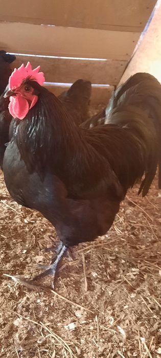 Disponibil pasari ,ouă de incubat și puișori