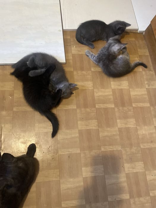 Отдам котят в добрые руки,