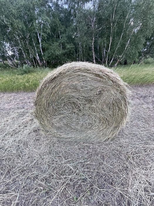 Продам сено рулонный