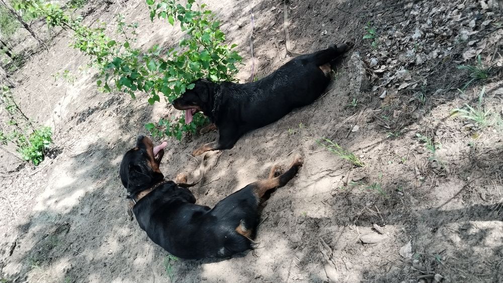 Кабель для вязки Ротвейлер