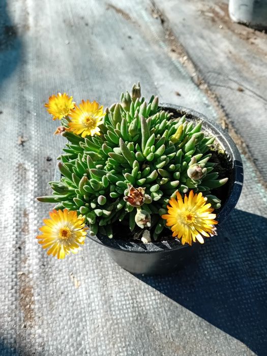 Делосперма        разсад