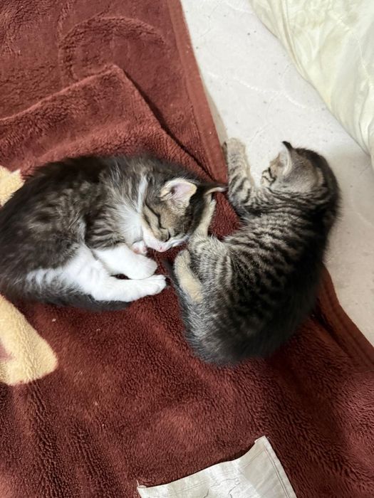 2 мысык сатылады 2  аилык