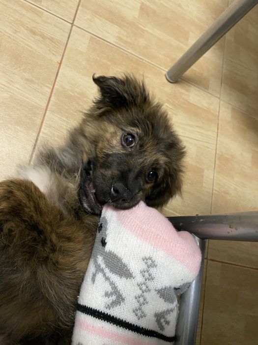 Spre adopție cățelușă jucăușă și iubitoare