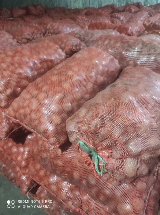 Картофель семена сорт Удача 150