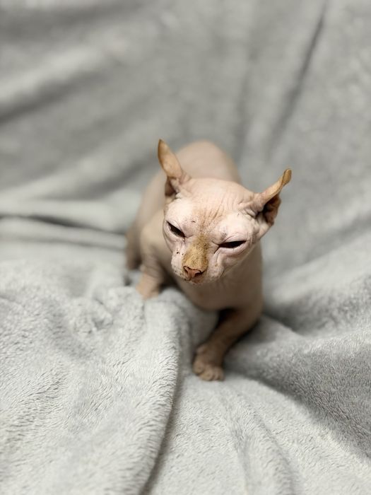 Продается кошка бамбино двельф