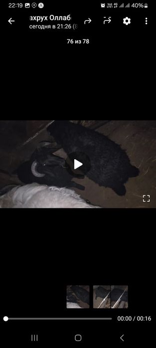 Сотилади галишамиз кузилар