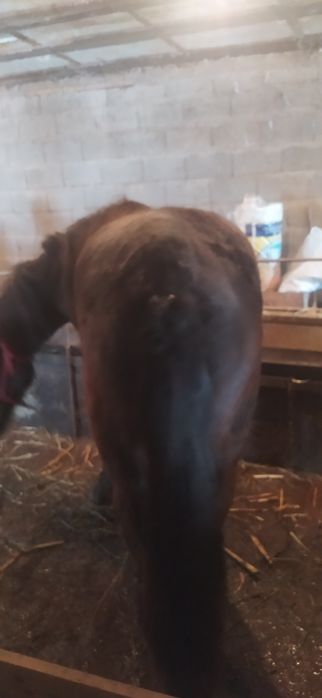 Продам коня жеребчик 1.9 возраст стоит на аткорме давно