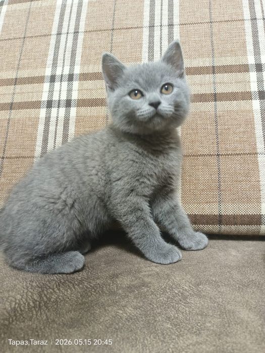 Котёнок британец