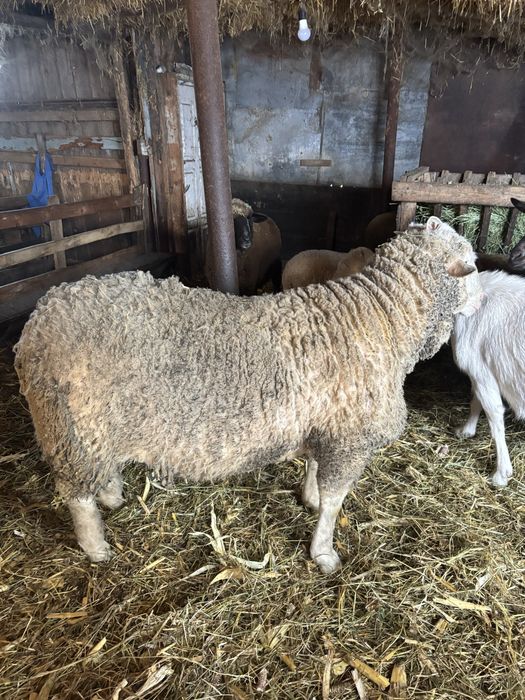 Berbec tânăr de vanzare