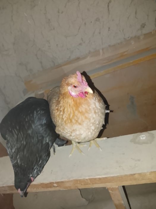 Один курочка другой петух