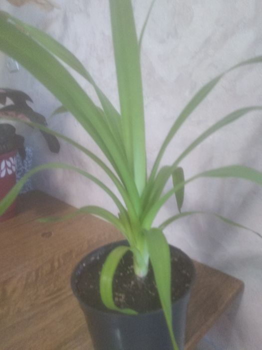 Панданус (Винтовая пальма)