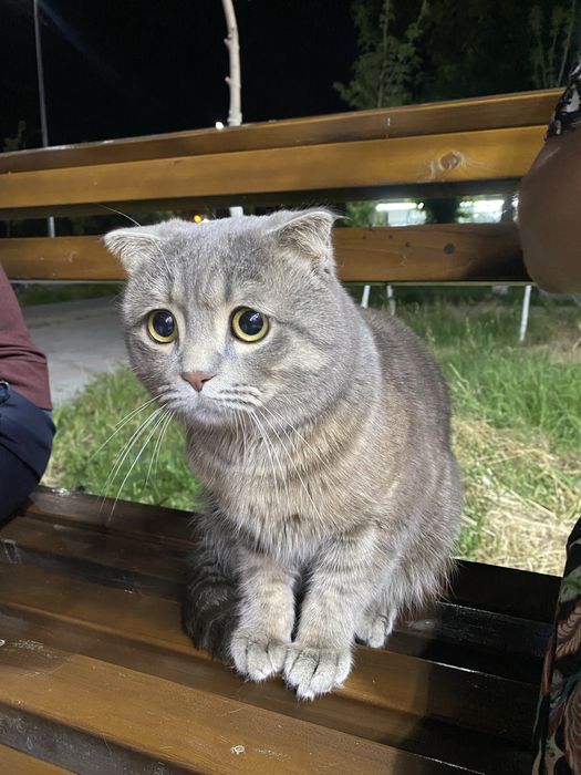Кот на вязку очень красивый скромный